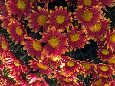 Bahçe güzel krizantem