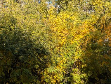 Ağaçlı güzel sonbahar manzarası 