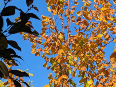 Ağaçlı güzel sonbahar manzarası 