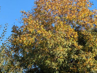 Ağaçlı güzel sonbahar manzarası 