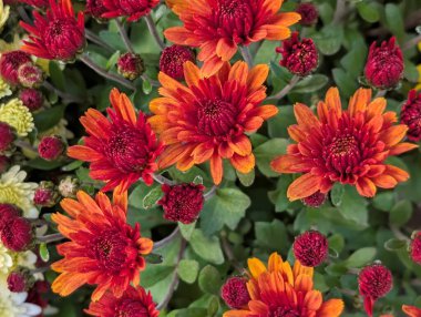 Bahçe güzel krizantem