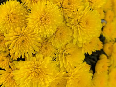 Bahçe güzel krizantem