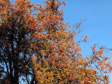 Sonbahar yaprakları açık mavi gökyüzüne karşı renk değiştiriyor