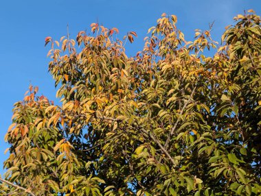 Sonbahar yapraklı ağaçlarla dolu güzel bir park manzarası 