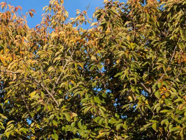 Sonbahar yapraklı ağaçlarla dolu güzel bir park manzarası 