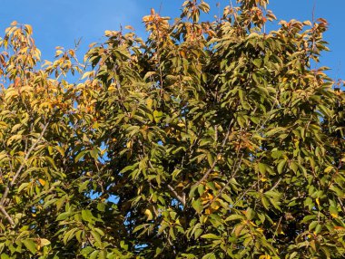Sonbahar yapraklı ağaçlarla dolu güzel bir park manzarası 