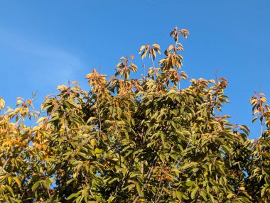 Sonbahar yapraklı ağaçlarla dolu güzel bir park manzarası 