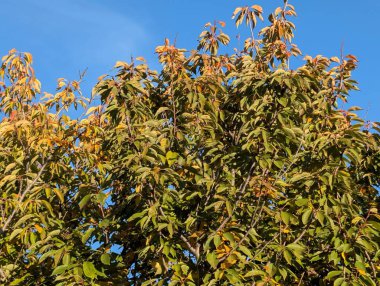 Sonbahar yapraklı ağaçlarla dolu güzel bir park manzarası 
