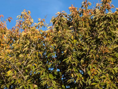 Sonbahar yapraklı ağaçlarla dolu güzel bir park manzarası 