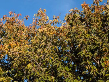Sonbahar yapraklı ağaçlarla dolu güzel bir park manzarası 