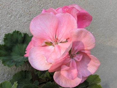 Pink flowers blooming against light textured background