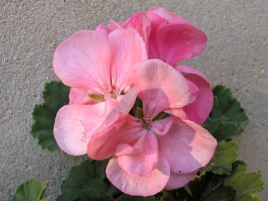 Pink flowers blooming against light textured background