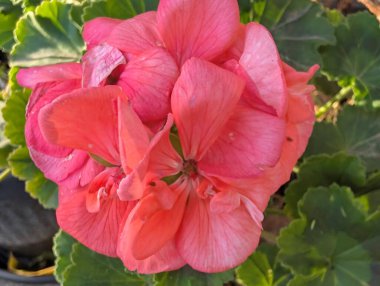 Pink flower blooming among green leaves in garden