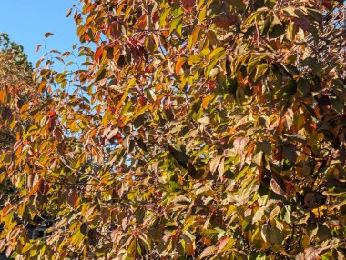 Sonbahar yapraklı ağaçlarla dolu güzel bir park manzarası 
