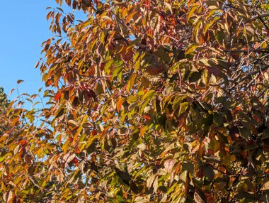 Sonbahar yapraklı ağaçlarla dolu güzel bir park manzarası 