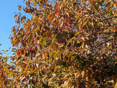Sonbahar yapraklı ağaçlarla dolu güzel bir park manzarası 