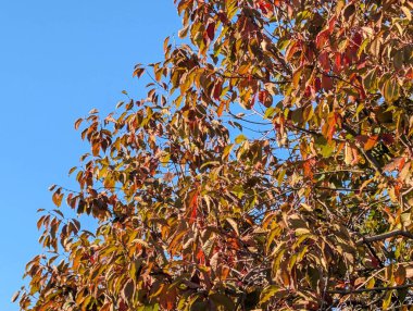 Sonbahar yapraklı ağaçlarla dolu güzel bir park manzarası 