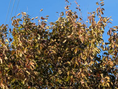 Sonbahar yapraklı ağaçlarla dolu güzel bir park manzarası 