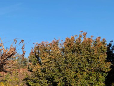 Sonbahar yapraklı ağaçlarla dolu güzel bir park manzarası 