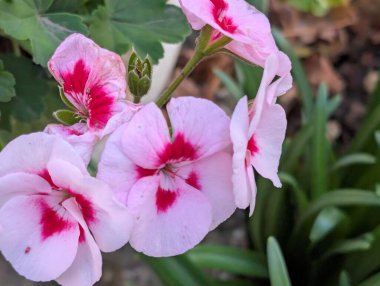 Yaz bahçesinde açan güzel, narin çiçekler, yakın.          