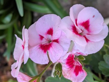 Kapalı yaz bahçesinde açan güzel çiçeklerin manzarası          