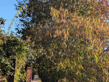 Sonbahar yapraklı ağaçlarla dolu güzel bir park manzarası 