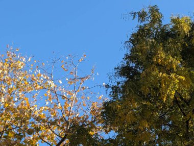 Sonbahar yapraklı ağaçlarla dolu güzel bir park manzarası 