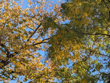 Sonbahar yapraklı ağaçlarla dolu güzel bir park manzarası 