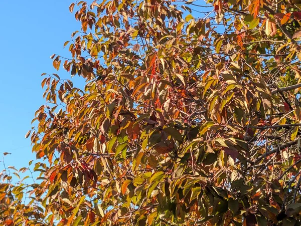 Sonbahar yapraklı ağaçlarla dolu güzel bir park manzarası 