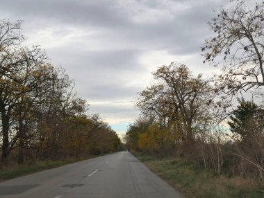 Sonbahar yapraklı ağaçlarla dolu güzel bir park manzarası 