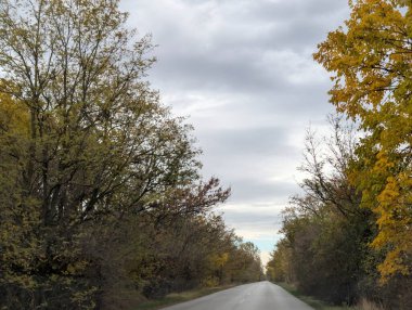 Sonbahar yapraklı ağaçlarla dolu güzel bir park manzarası 