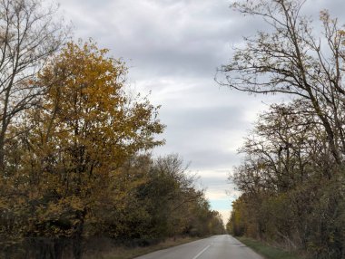 Sonbahar yapraklı ağaçlarla dolu güzel bir park manzarası 