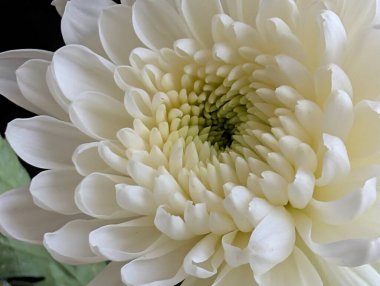 Güzel kasımpatı çiçeği, çiçekli duvar kağıdı, kapat.       