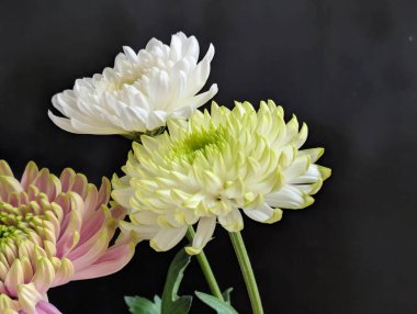 Koyu arkaplanda güzel çiçekler, yaz konsepti, yakın görüş             