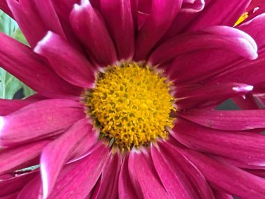 Closeup of vibrant pink flower petals and yellow center