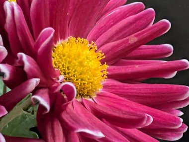Closeup of vibrant pink flower petals and yellow center