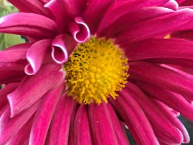 Closeup of vibrant pink flower petals and yellow center