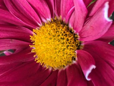 Closeup of vibrant pink flower petals and yellow center