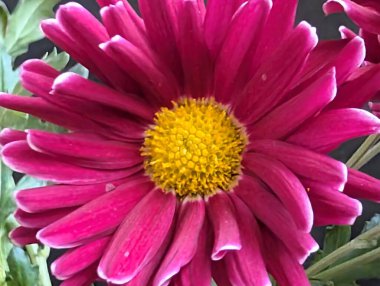 Vibrant pink flower petals surrounding bright yellow center