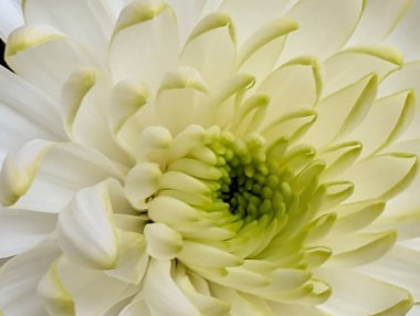 Güzel kasımpatı çiçeğinin, doğal duvar kağıdının yakın görüntüsü              