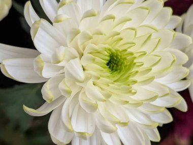 Güzel kasımpatı çiçeği, çiçekli duvar kağıdı, kapat.       