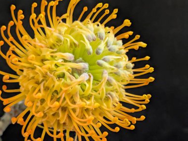 Koyu arkaplandaki iğnelik protesini kapat 