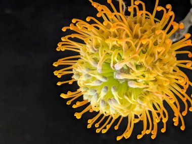 Koyu arkaplandaki iğnelik protesini kapat 