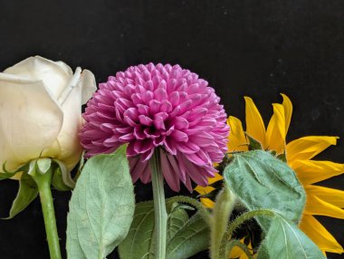 Koyu arkaplanda güzel çiçekler, yaz konsepti, yakın görüş        