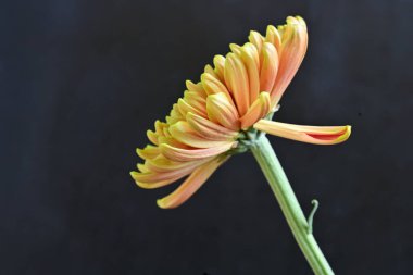 Turuncu ve yeşil kasımpatı çiçeğini kapat. 