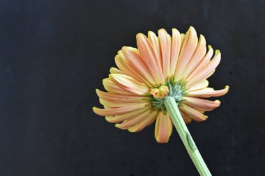 Turuncu ve yeşil kasımpatı çiçeğini kapat. 