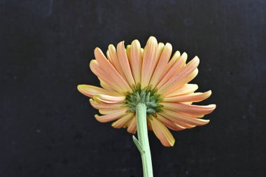 Turuncu ve yeşil kasımpatı çiçeğini kapat. 