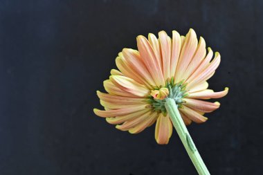 Turuncu ve yeşil kasımpatı çiçeğini kapat. 