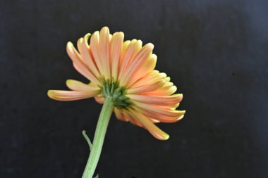 Turuncu ve yeşil kasımpatı çiçeğini kapat. 