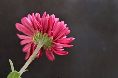 Siyah üzerine kırmızı kasımpatı çiçeği. 